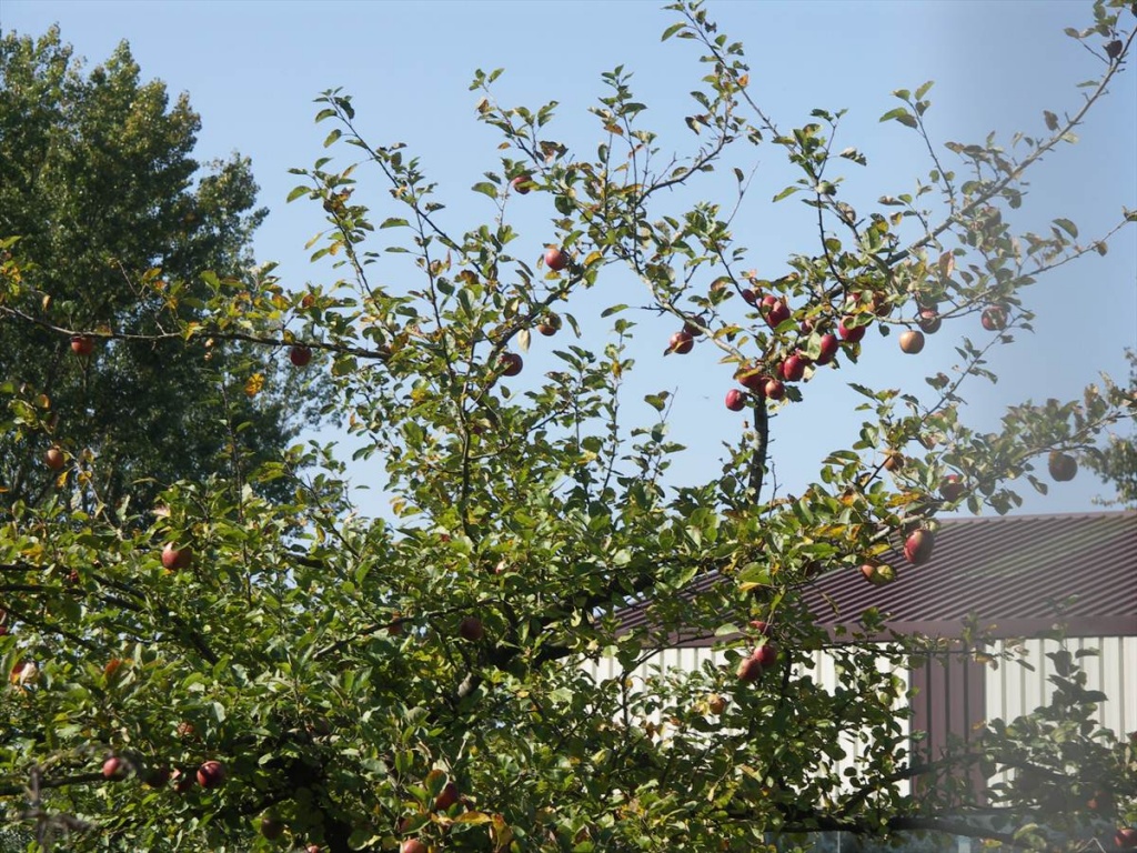27 Appelboomgaard