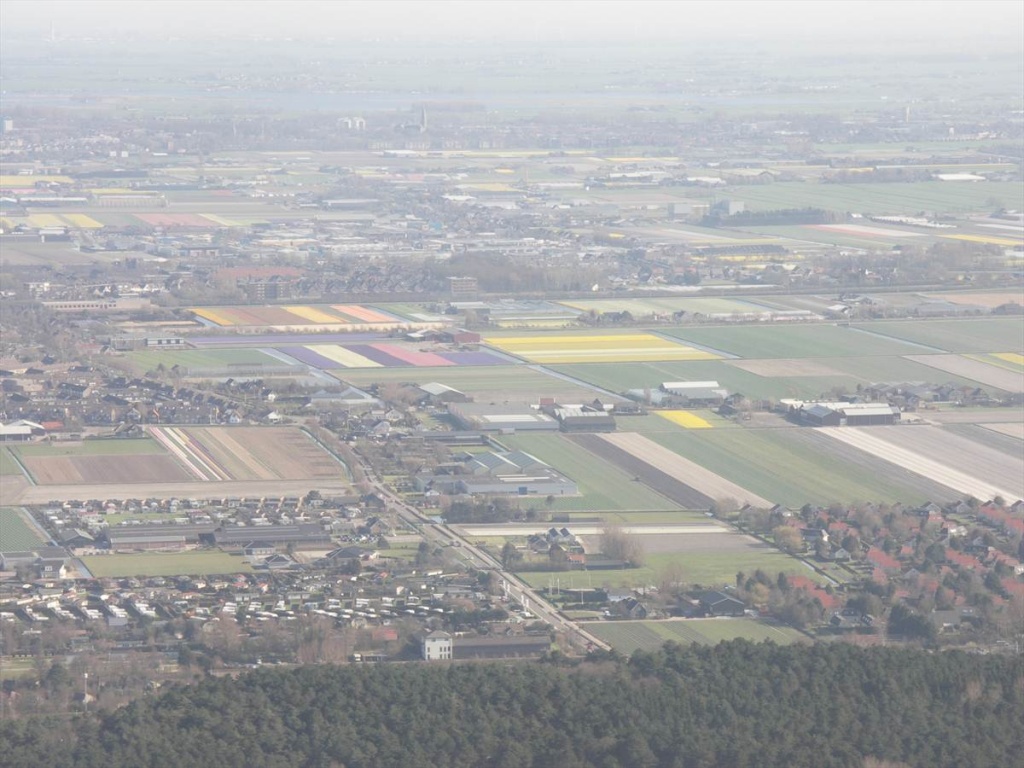 07 Bloembollenvelden